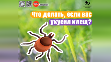 Клещи — нарастающая угроза с наступлением тепла.